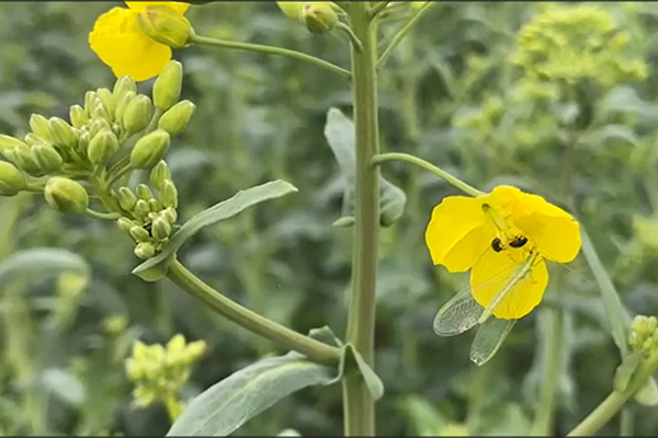 Glimmerbøsser i Exavance's rapsblomst